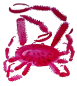 Дзяўчынка з Беларусі