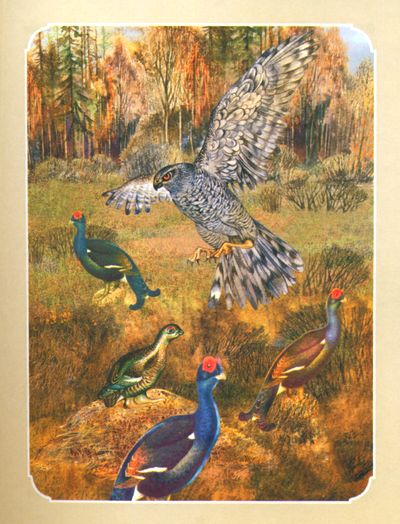 Ігнаценка Рыгор. Зацугляны шчупак